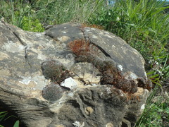 Tortula muralis muralis