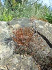 Tortula muralis muralis