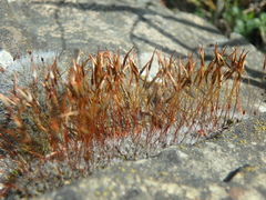 Tortula muralis muralis