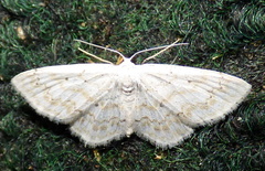 Idaea obfusaria