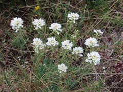 Teesdalia conferta