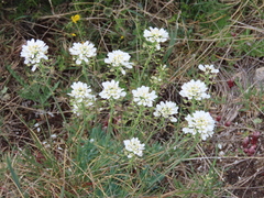 Teesdalia conferta