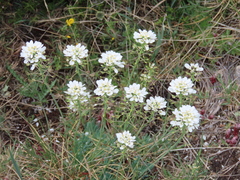 Teesdalia conferta