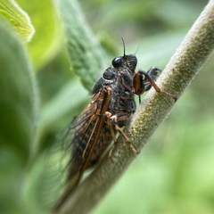 Cicadetta montana