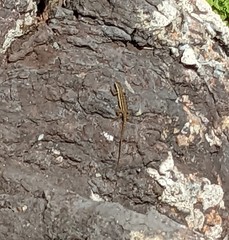 Urosaurus clarionensis