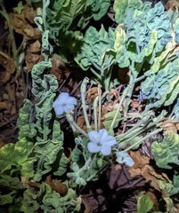 Nicotiana stocktonii