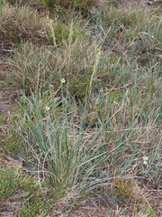 Festuca paniculata