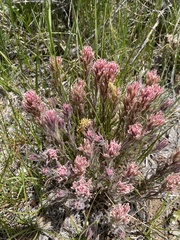 Castilleja nana