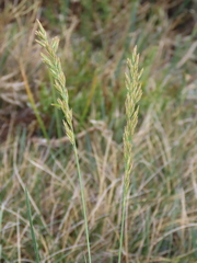 Festuca paniculata