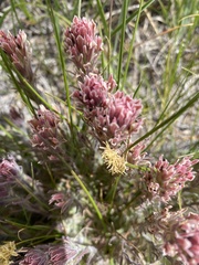 Castilleja nana