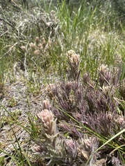 Castilleja nana
