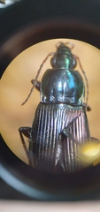 Poecilus lucublandus
