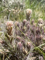 Castilleja nana