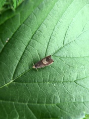 Grapholita delineana