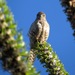 Falco zoniventris - Photo (c) Paul Prior,  זכויות יוצרים חלקיות (CC BY), הועלה על ידי Paul Prior