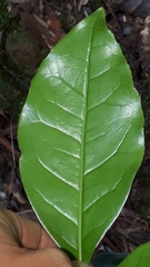 Picconia excelsa image