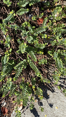 Wikstroemia uva-ursi