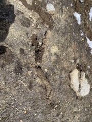 Thomomys monticola
