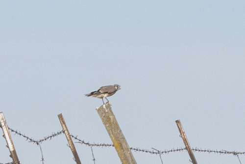 iNaturalist observation photo of American Kestrel
