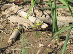 Phanogomphus militaris