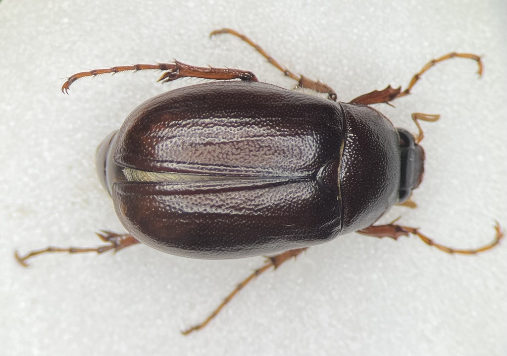 Phyllophaga hirtiventris