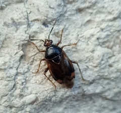 Deraeocoris flavilinea