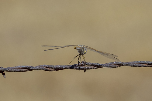 iNaturalist observation photo of Variegated Meadowhawk