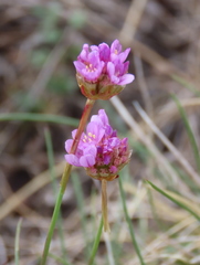 Armeria duriaei