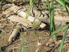 Phanogomphus militaris