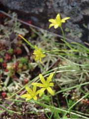 Gagea soleirolii