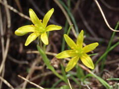 Gagea soleirolii