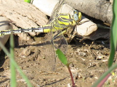Phanogomphus militaris