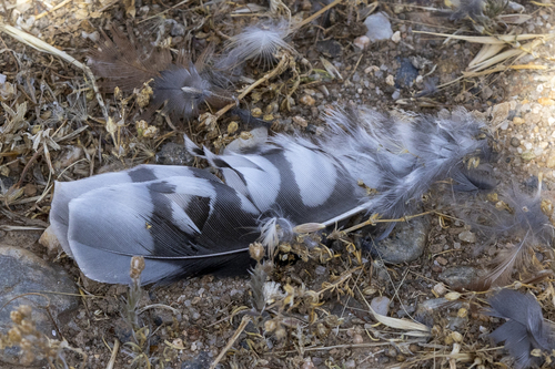 iNaturalist observation photo of American Kestrel