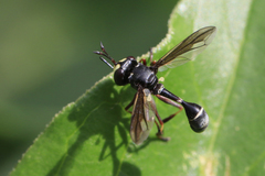 Physocephala furcillata