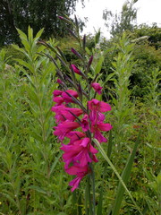 Gladiolus communis byzantinus