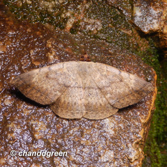 Hypopyra vespertilio