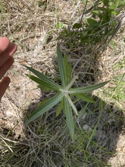 Pterocaulon virgatum