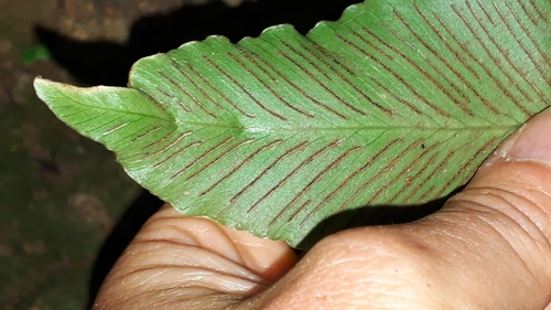 Image of Asplenium hemionitis by (c) Alessia Guggisberg, some rights reserved (CC BY)