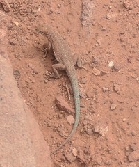 Uta stansburiana uniformis