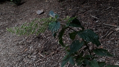 Scrophularia smithii subsp. smithii image