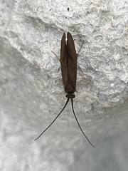 Anabolia nervosa