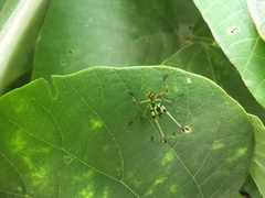 Phaneroptera nigroantennata