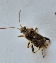 Stictopleurus scutellaris