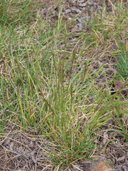 Festuca summilusitana