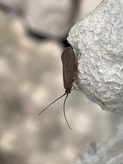 Anabolia nervosa