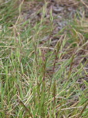 Festuca summilusitana