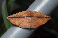 Oreta perobliquilinea