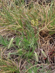 Plantago alpina