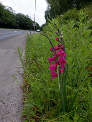 Gladiolus communis byzantinus