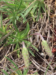 Plantago alpina